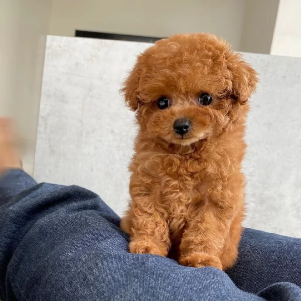 Cucciolate di barboncino toy! | Foto 0