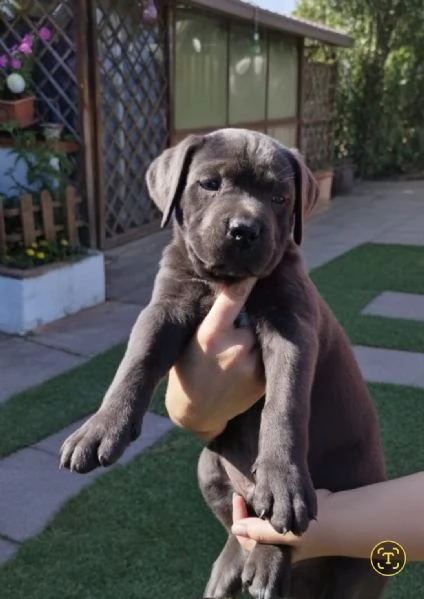 Cuccioli cane corso