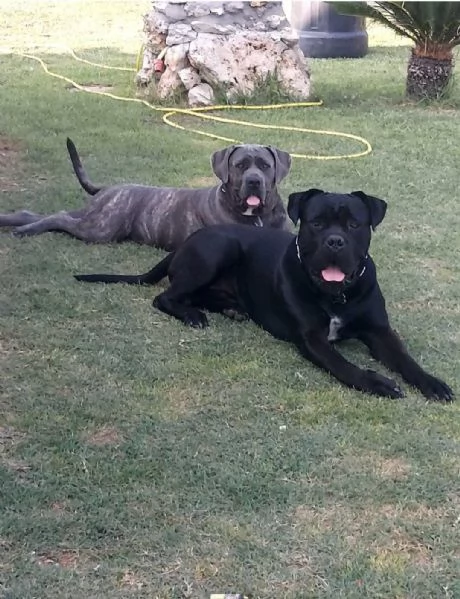 Cuccioli cane corso | Foto 1