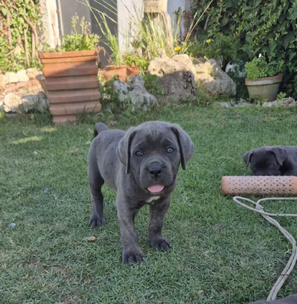 Cuccioli cane corso | Foto 0