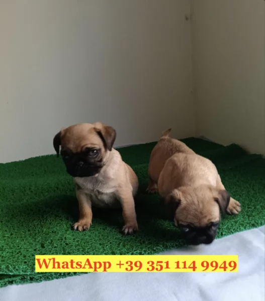  un cucciolo di Carlino | Foto 0