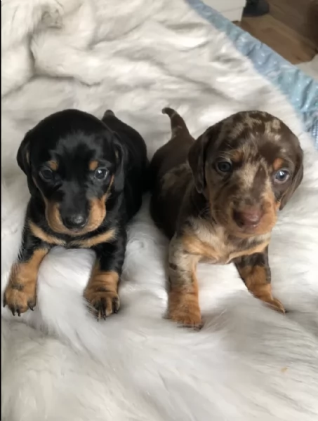 Cuccioli di Bassotto disponibili per adozione gratuita | Foto 3