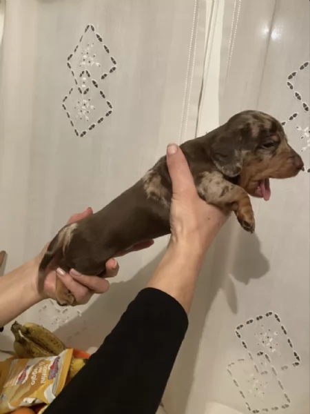 Cuccioli di Bassotto disponibili per adozione gratuita | Foto 2