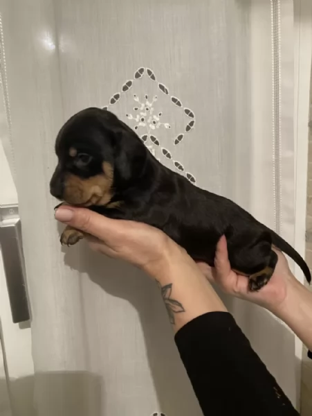 Cuccioli di Bassotto disponibili per adozione gratuita | Foto 1