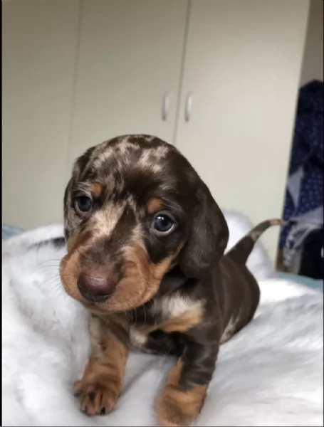 Cuccioli di Bassotto disponibili per adozione gratuita | Foto 0