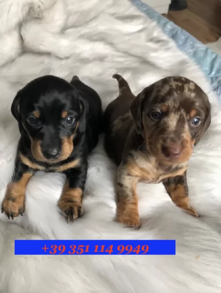 Cuccioli di Bassotto disponibili per adozione gratuita
