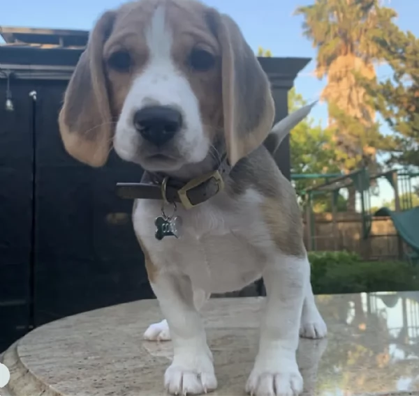 Cuccioli di Beagle disponibili per adozione gratuita | Foto 5