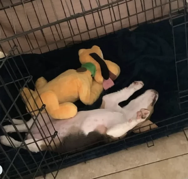 Cuccioli di Beagle disponibili per adozione gratuita | Foto 4