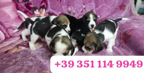 Cuccioli di Beagle disponibili per adozione gratuita | Foto 3