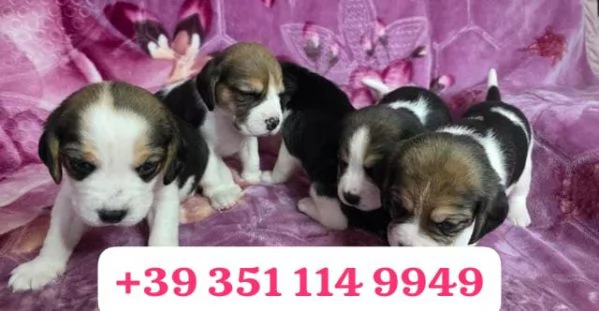 Cuccioli di Beagle disponibili per adozione gratuita | Foto 2