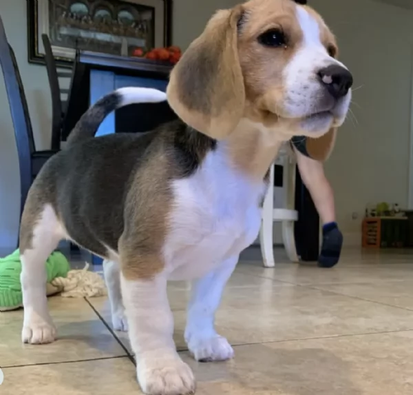 Cuccioli di Beagle disponibili per adozione gratuita | Foto 1