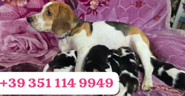 Cuccioli di Beagle disponibili per adozione gratuita