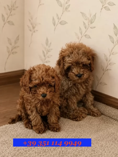 Cuccioli di  Barboncino disponibili per adozione gratuita