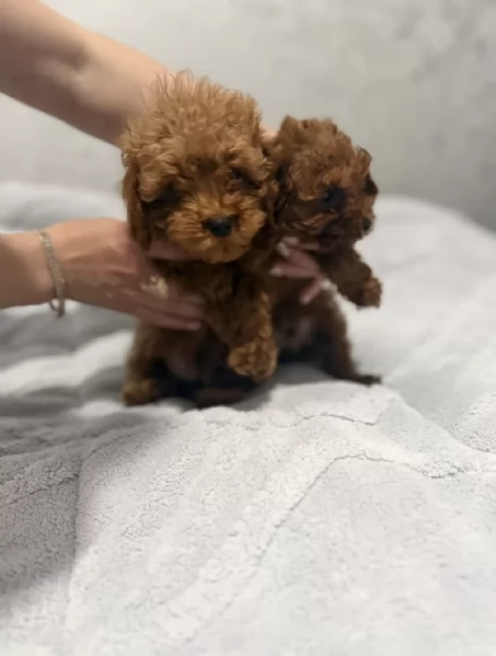 Cuccioli di  Barboncino disponibili per adozione gratuita | Foto 2