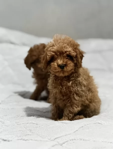 Cuccioli di  Barboncino disponibili per adozione gratuita | Foto 0