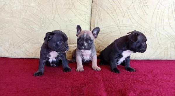 Cuccioli di bulldog francese disponibili per adozione gratuita | Foto 3