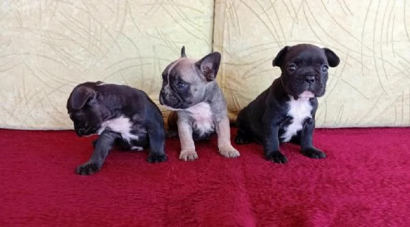 Cuccioli di bulldog francese disponibili per adozione gratuita | Foto 2