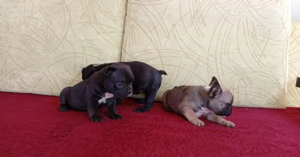 Cuccioli di bulldog francese disponibili per adozione gratuita | Foto 1