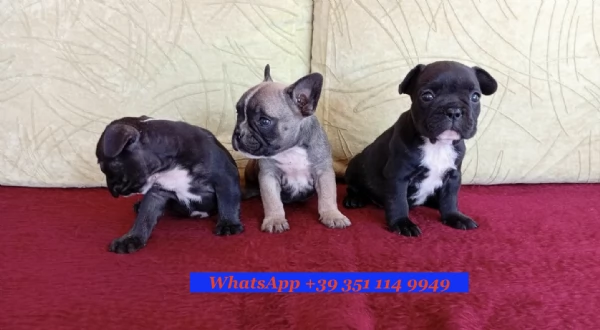 Cuccioli di bulldog francese disponibili per adozione gratuita