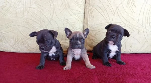 Cuccioli di bulldog francese disponibili per adozione gratuita | Foto 0