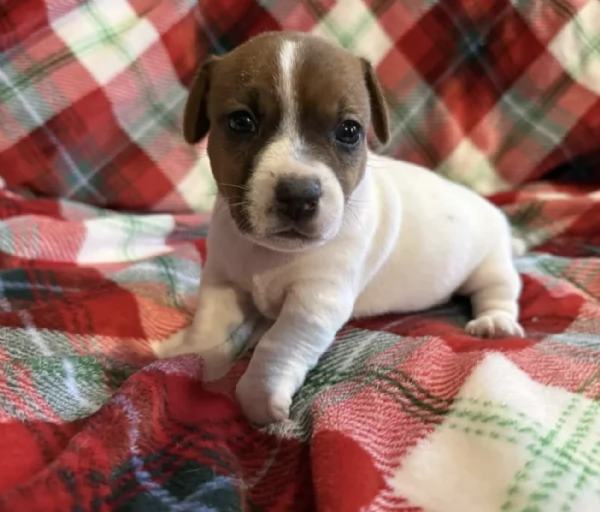 Cuccioli di  Jack Russel disponibili per adozione gratuita | Foto 2