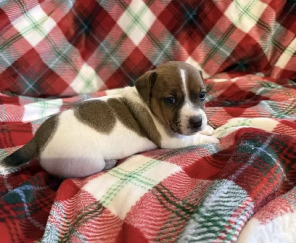 Cuccioli di  Jack Russel disponibili per adozione gratuita