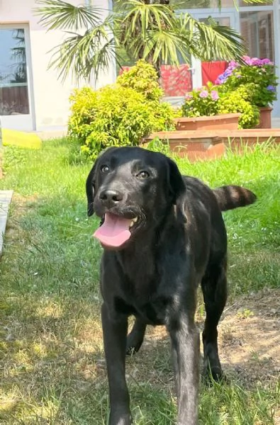 Dolcissimo Labrador nero