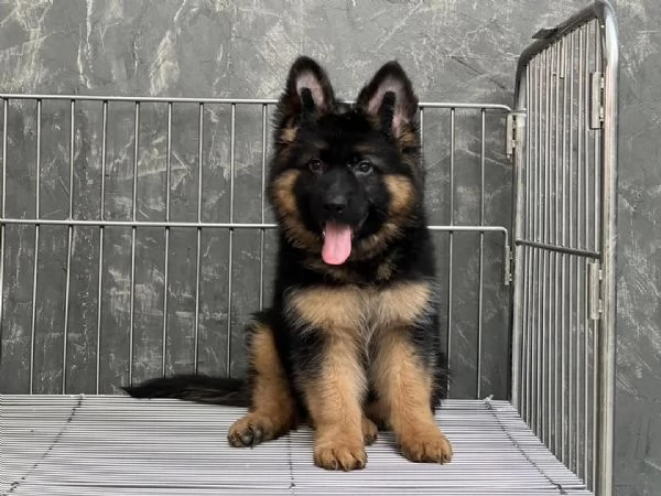 Vendo cuccioli di pastore tedesco