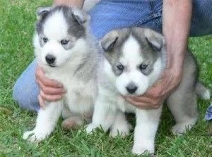 Cuccioli di Siberian Husky di razza pura