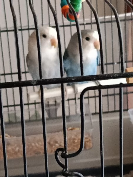 Coppia di inseparabili Agopornis 