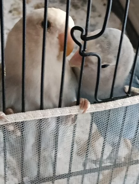 Coppia di inseparabili Agopornis  | Foto 3