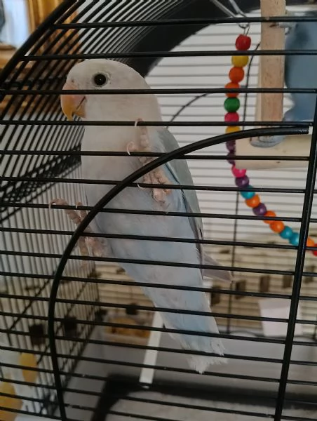 Coppia di inseparabili Agopornis  | Foto 2