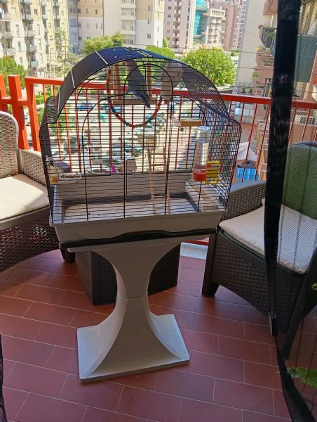 Coppia di inseparabili Agopornis  | Foto 1