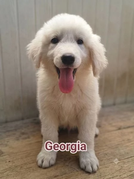 Georgia