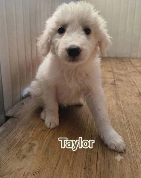 Taylor