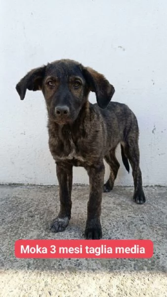 Moka . | Foto 0