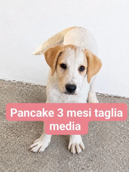 Pancake 