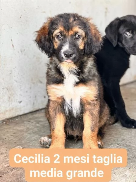Cecilia