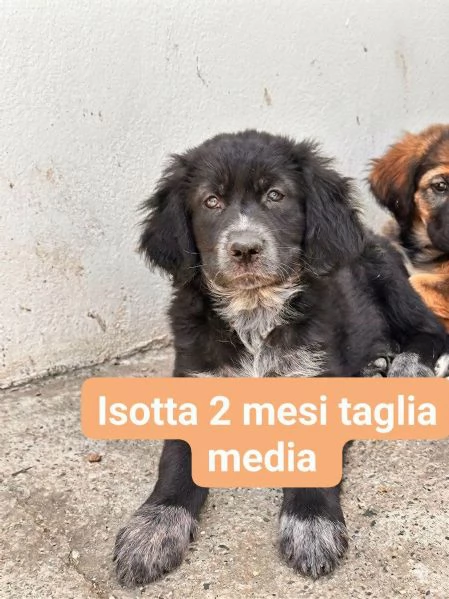 Isotta