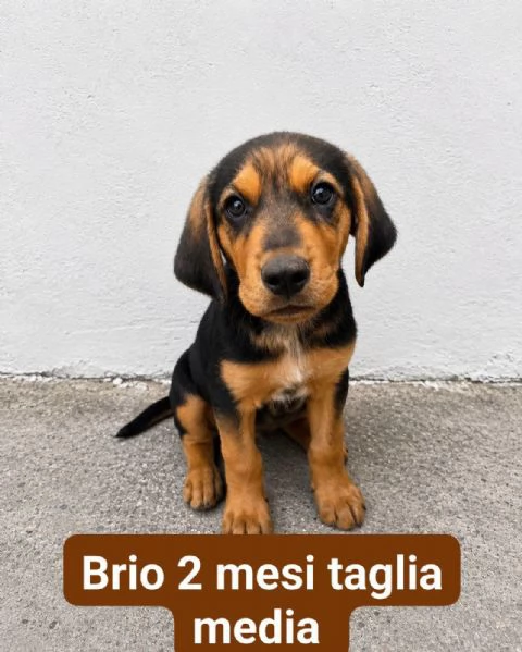 Brio 