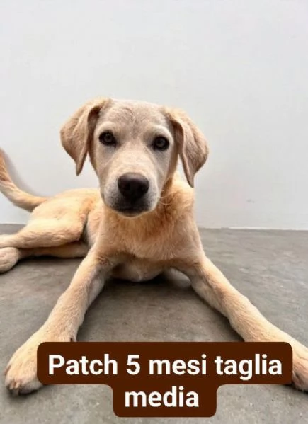 Patch