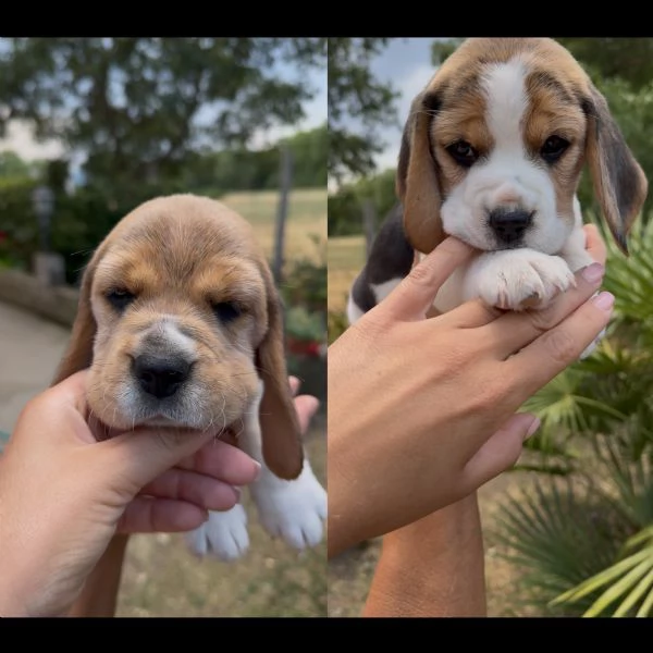 Beagle disponibili