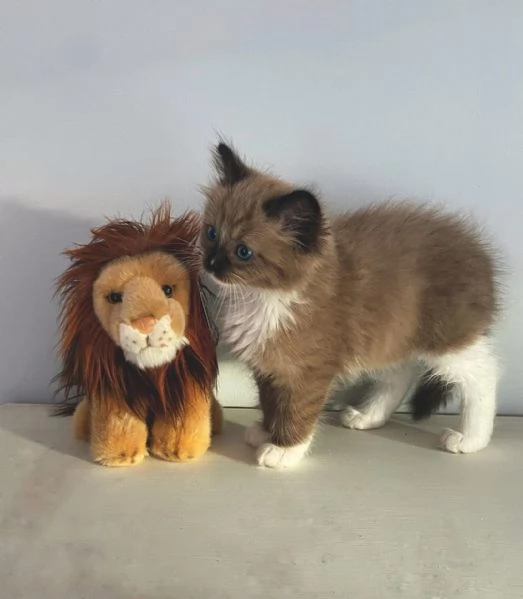 Ragalo gattini di ragdoll