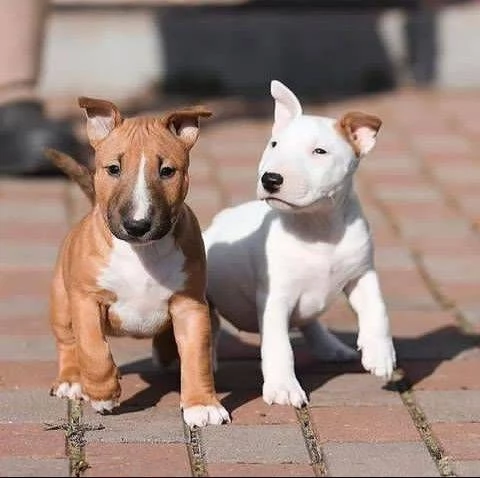 Cuccioli di Miniature Bull Terrier (maschi e femmine) | Foto 3