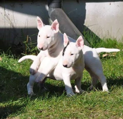 Cuccioli di Miniature Bull Terrier (maschi e femmine) | Foto 2