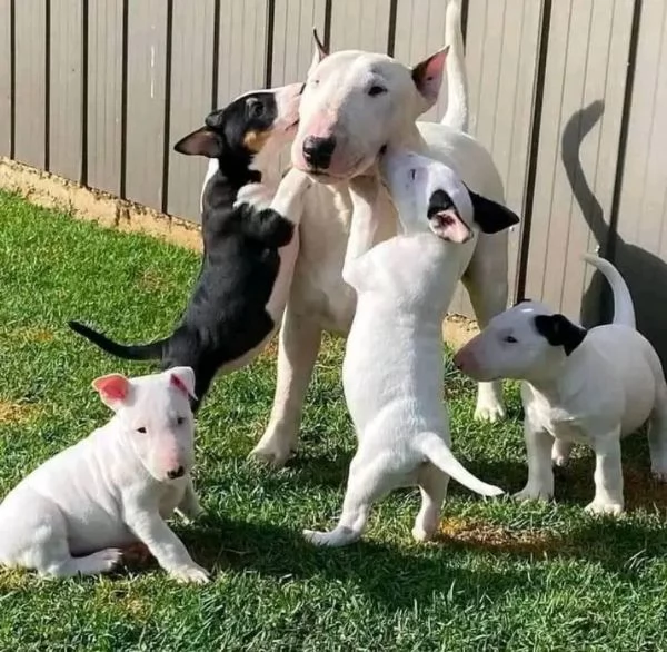 Cuccioli di Miniature Bull Terrier (maschi e femmine)