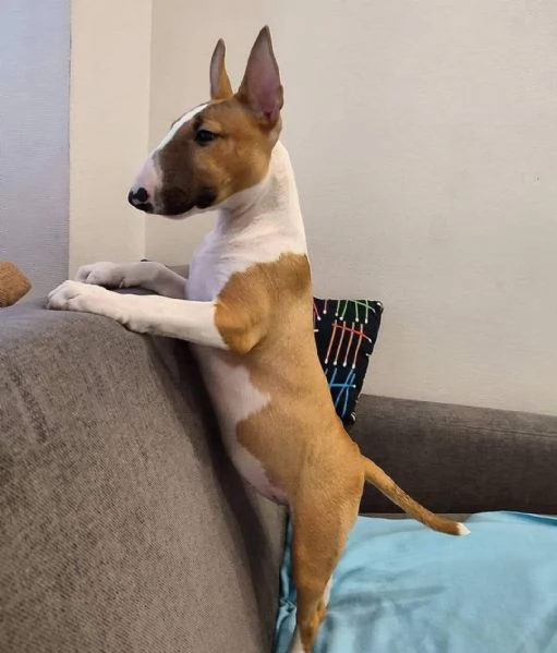 Cuccioli di Miniature Bull Terrier (maschi e femmine) | Foto 1