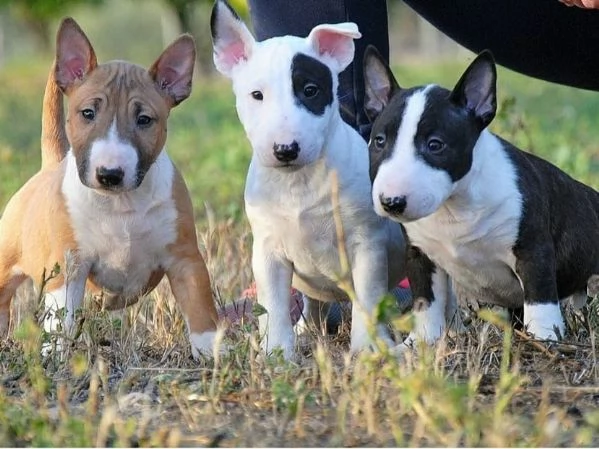 Cuccioli di Miniature Bull Terrier (maschi e femmine) | Foto 0