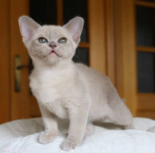 Cucciolo di Burmese