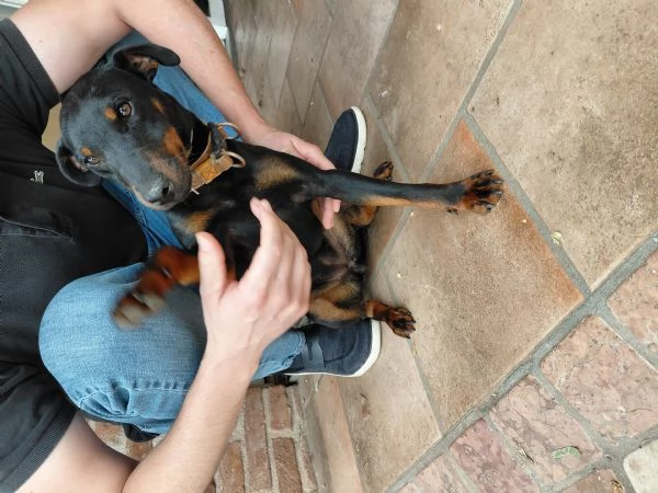 Jagdterrier femmina con pedigree 